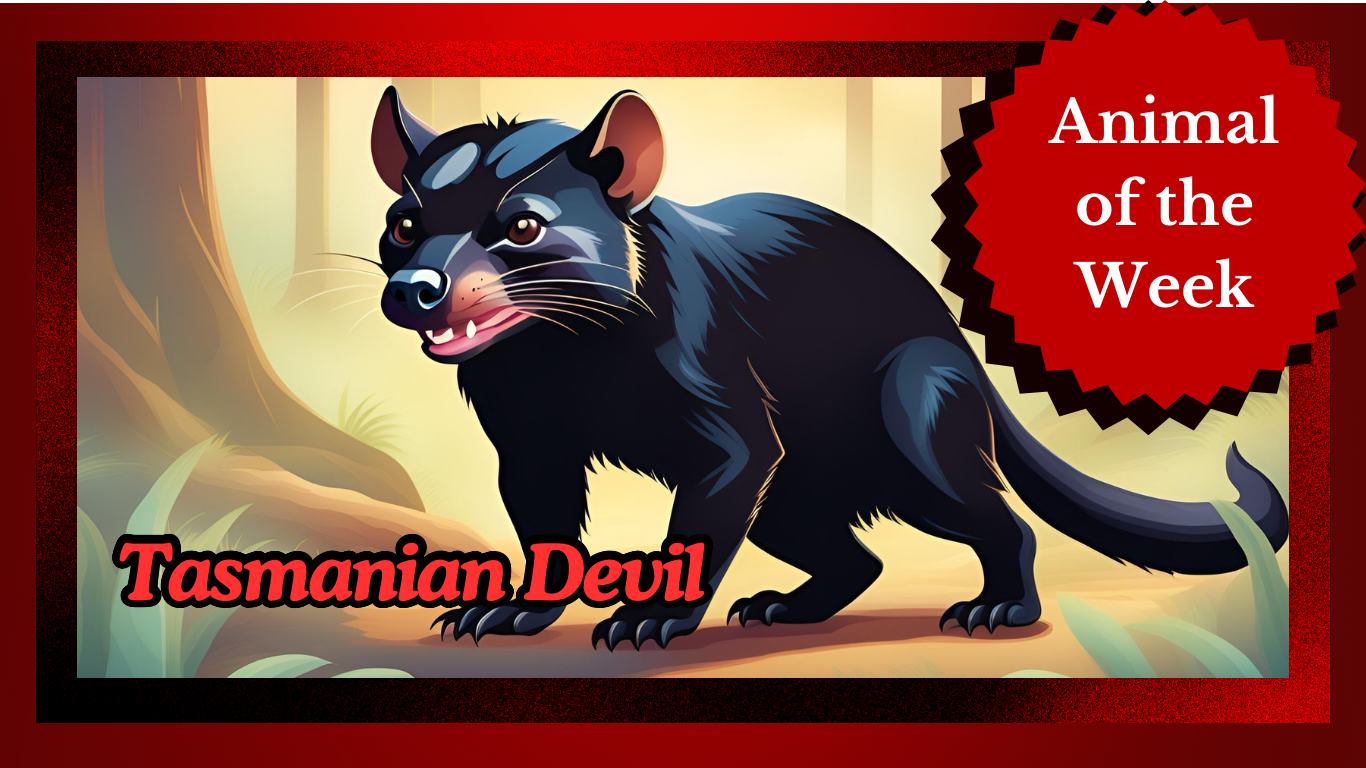 The Fierce Beauty of the Tasmanian Devil