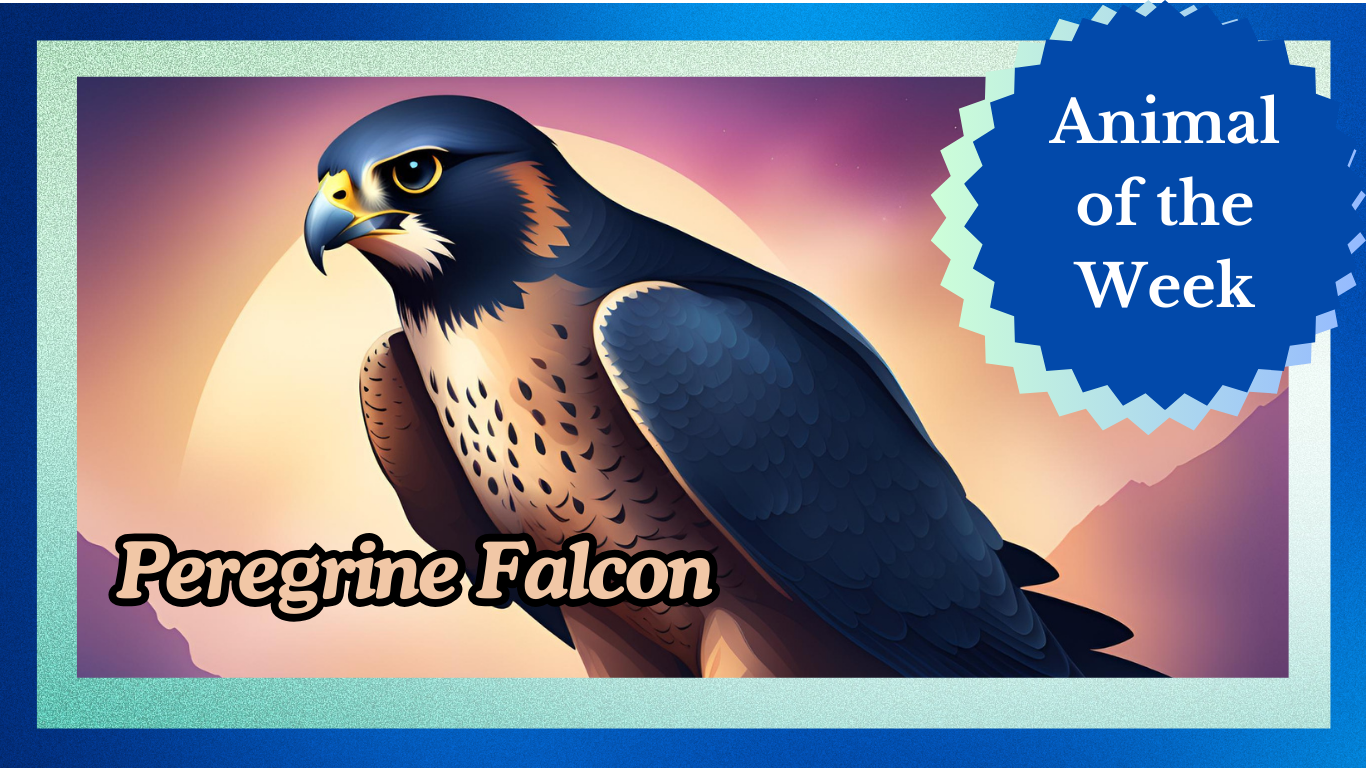 Soaring Speedsters: The Peregrine Falcon