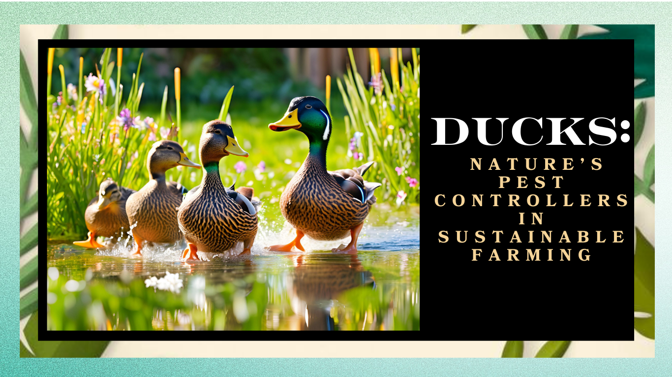 Ducks: The Use of Nature’s Pest Controllers in Sustainable Farming