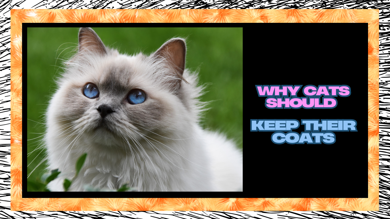 The Whiskered Wardrobe: Why Cats Should Keep Their Coats