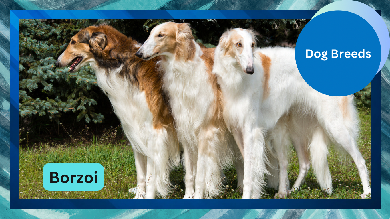 The Graceful Hunter: Understanding the Borzoi