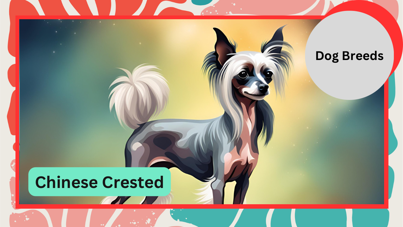 The Chinese Crested: The Unique and Lovable Companion