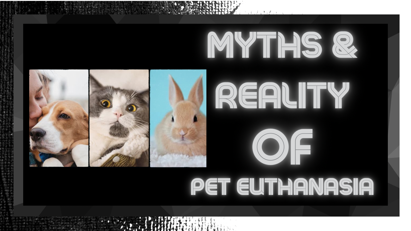 Myths and Reality: Understanding Euthanasia for Our Beloved Pets