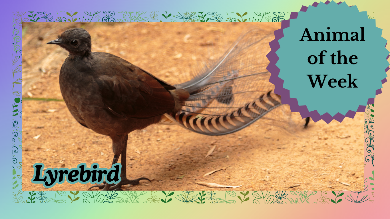The Lyrebird: Nature’s Master Mimic and Dancing Virtuoso