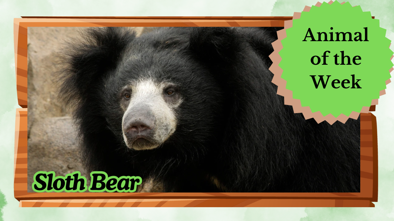 The Sloth Bear: Nature’s Shaggy, Noisy Insect Lover