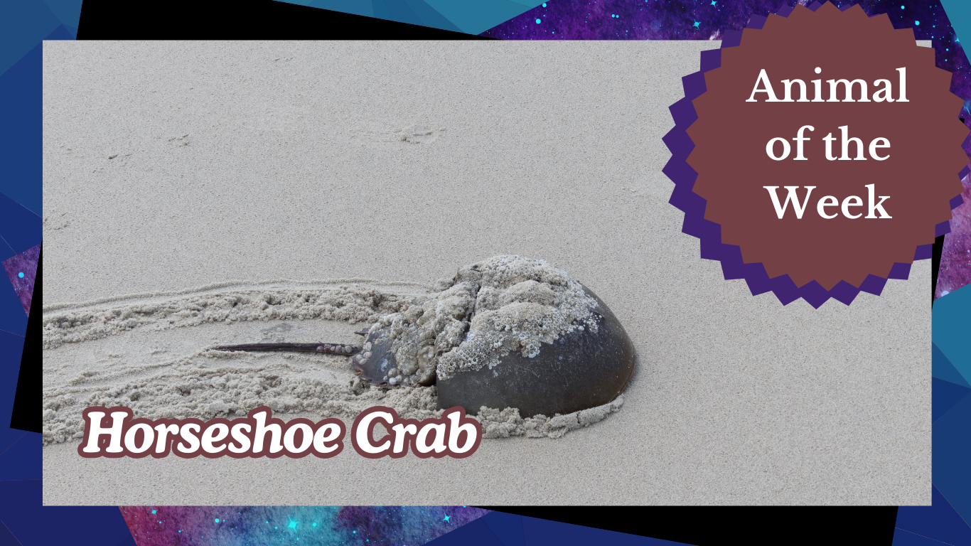 The Blue-Blooded Guardian: Why the Ancient Horseshoe Crab is a Modern Medical Marvel