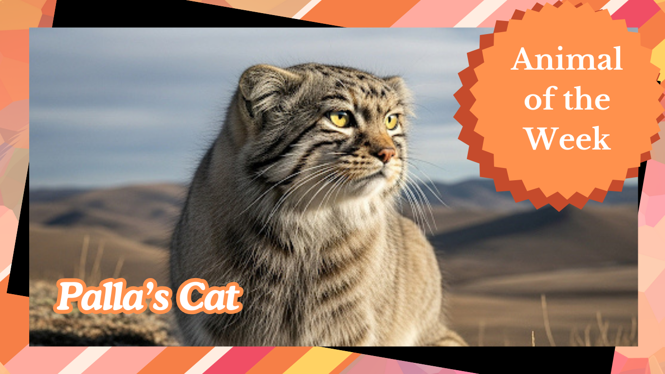 The Pallas’s Cat: The Grumpiest, Fluffiest Ghost of the Steppes
