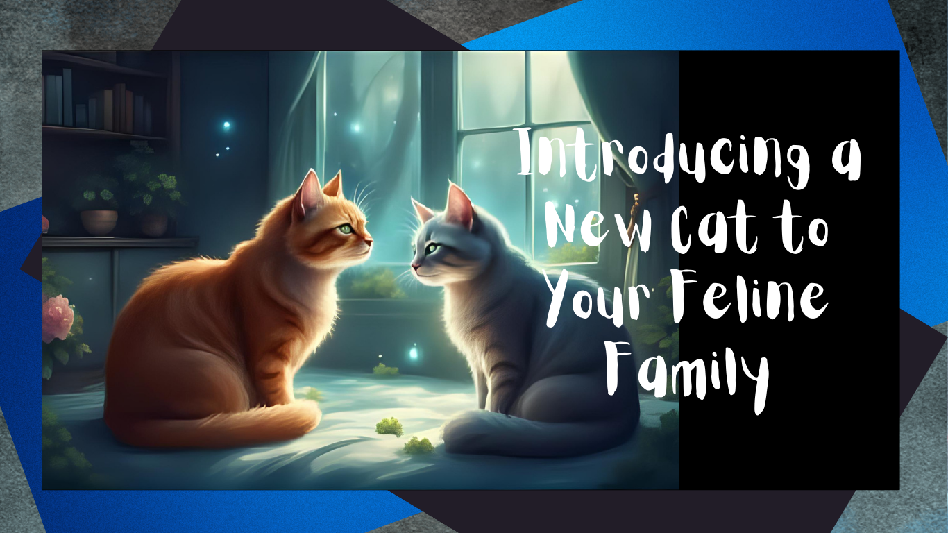 Paws for Thought: The Expert Guide to Introducing a New Cat to Your Feline Family